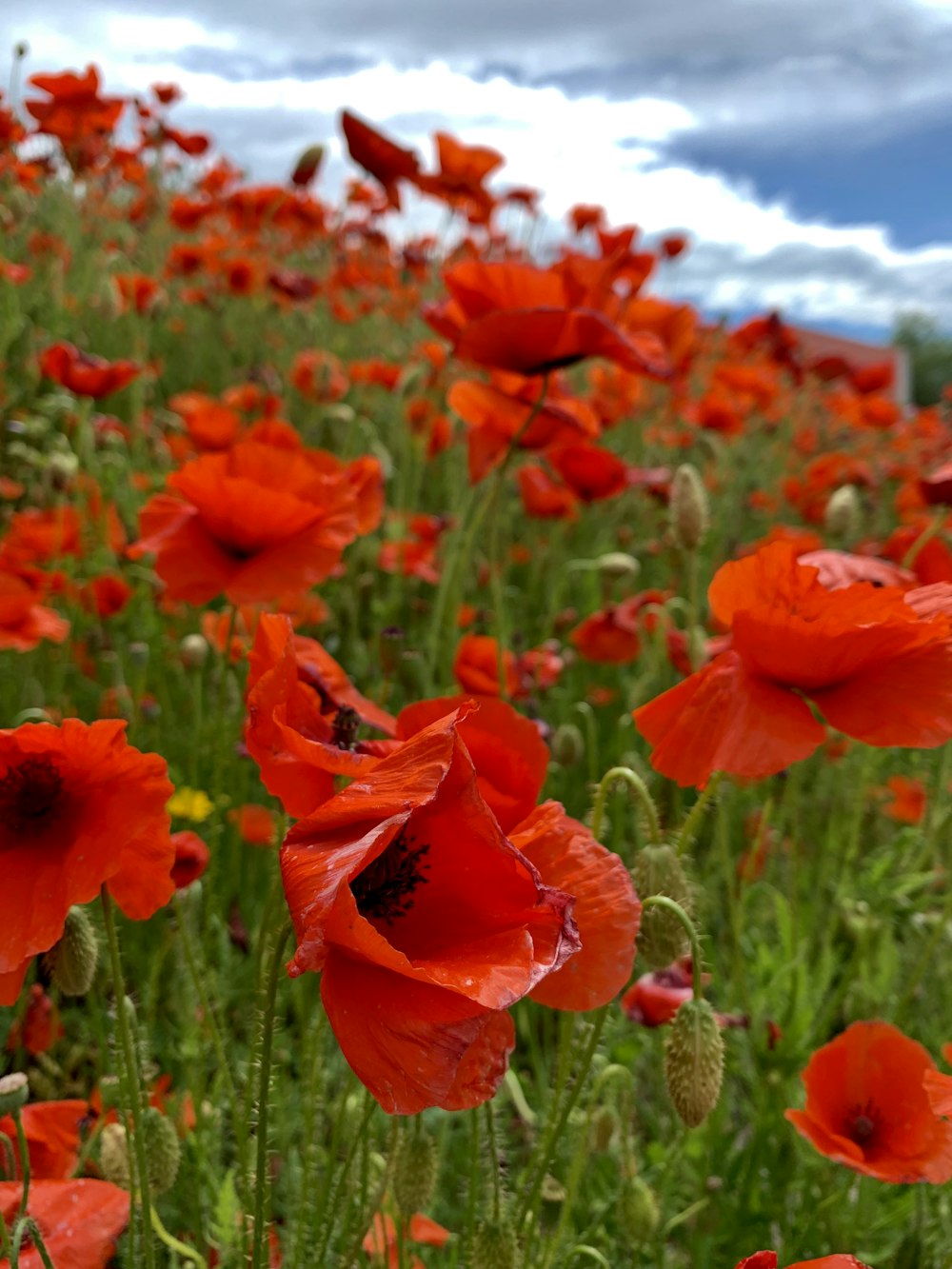 field of red poppy flowers