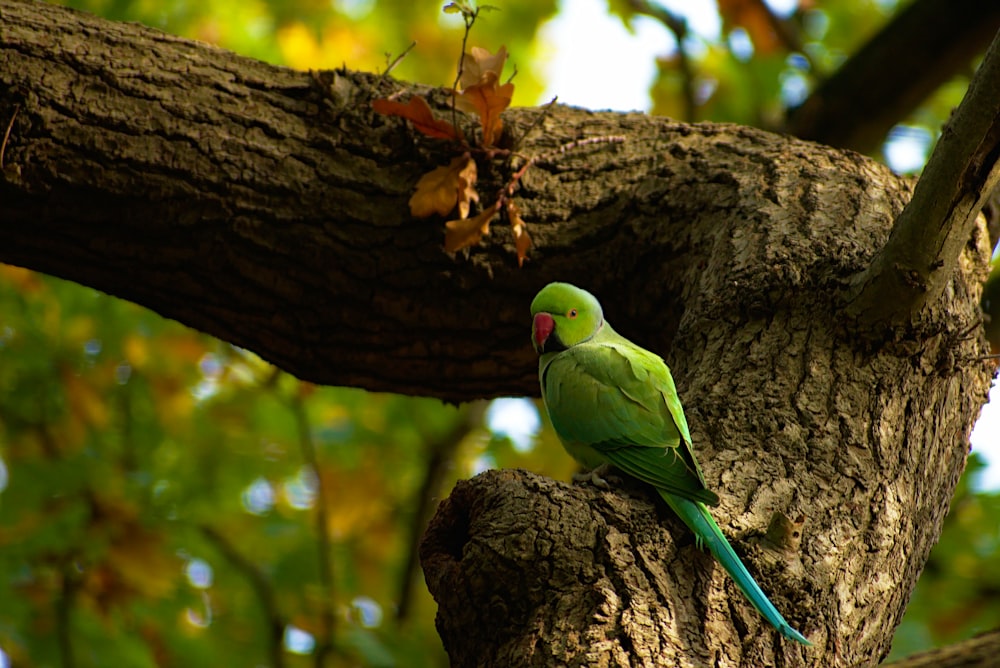 selective focus photography of green bird on tree during daytime