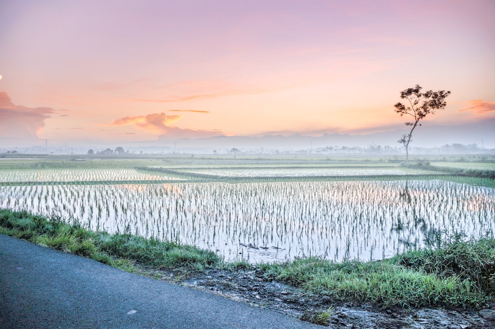 rice field at daytime