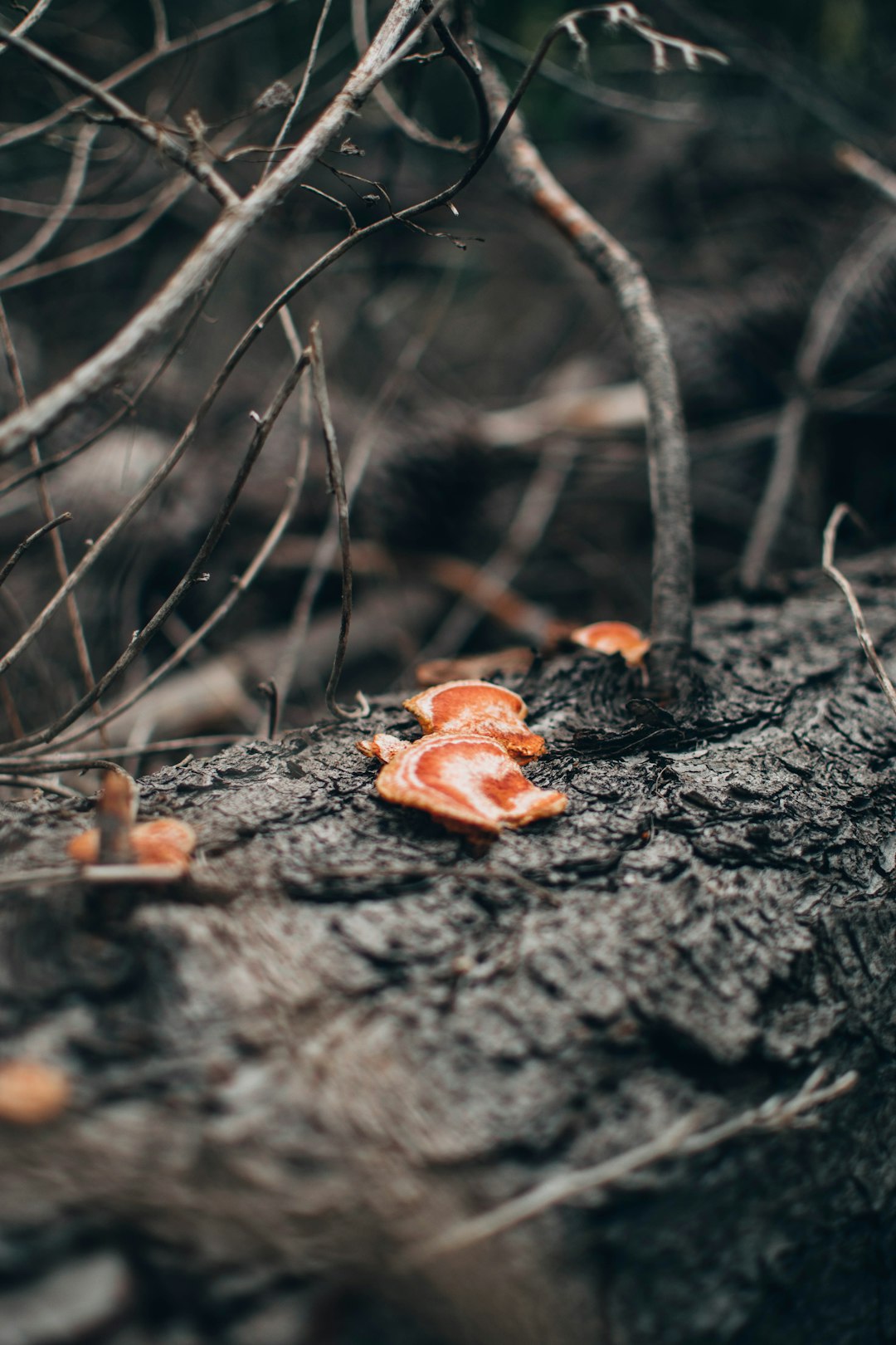 closeup photo of tree trunk