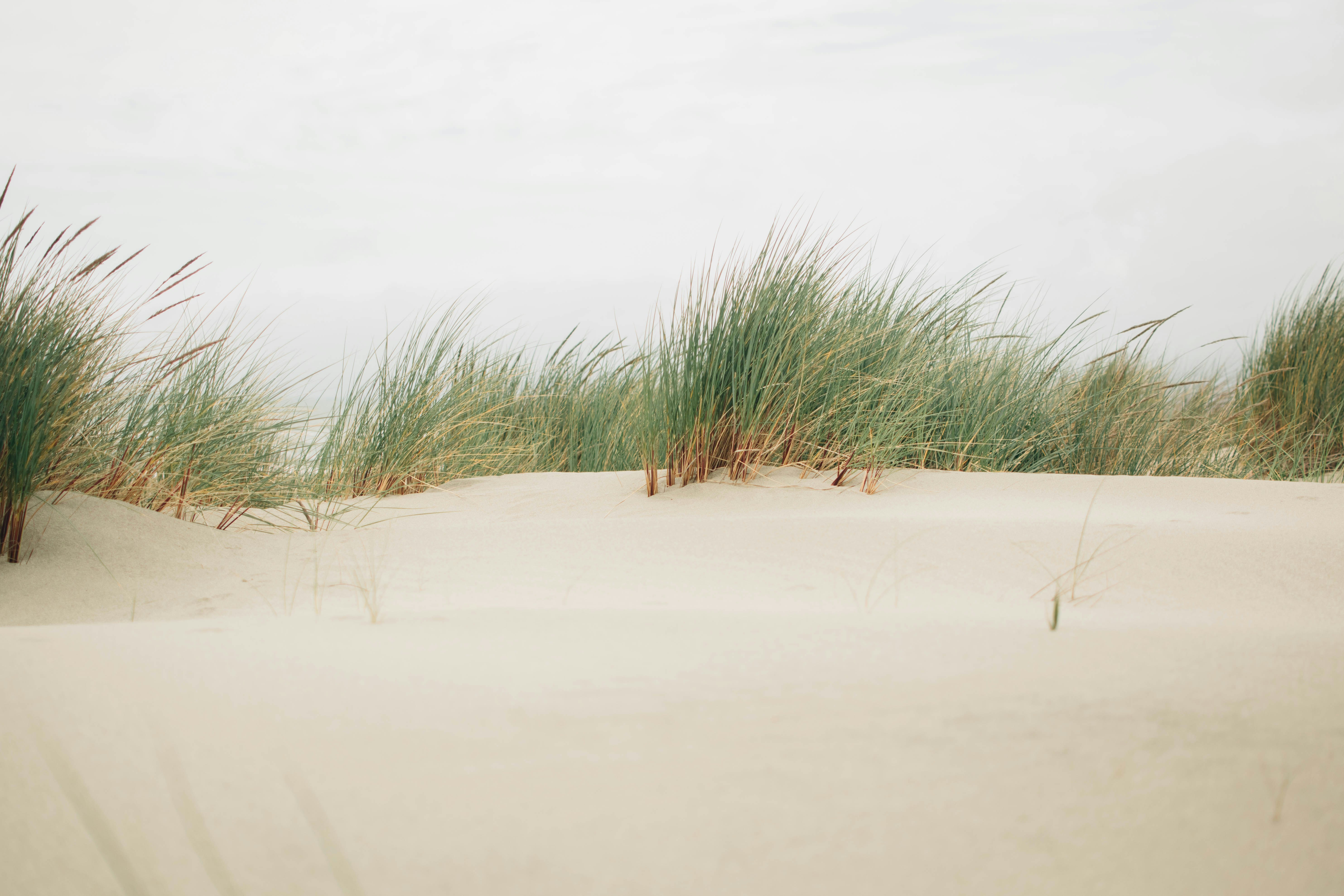 green grass on white sand during daytime