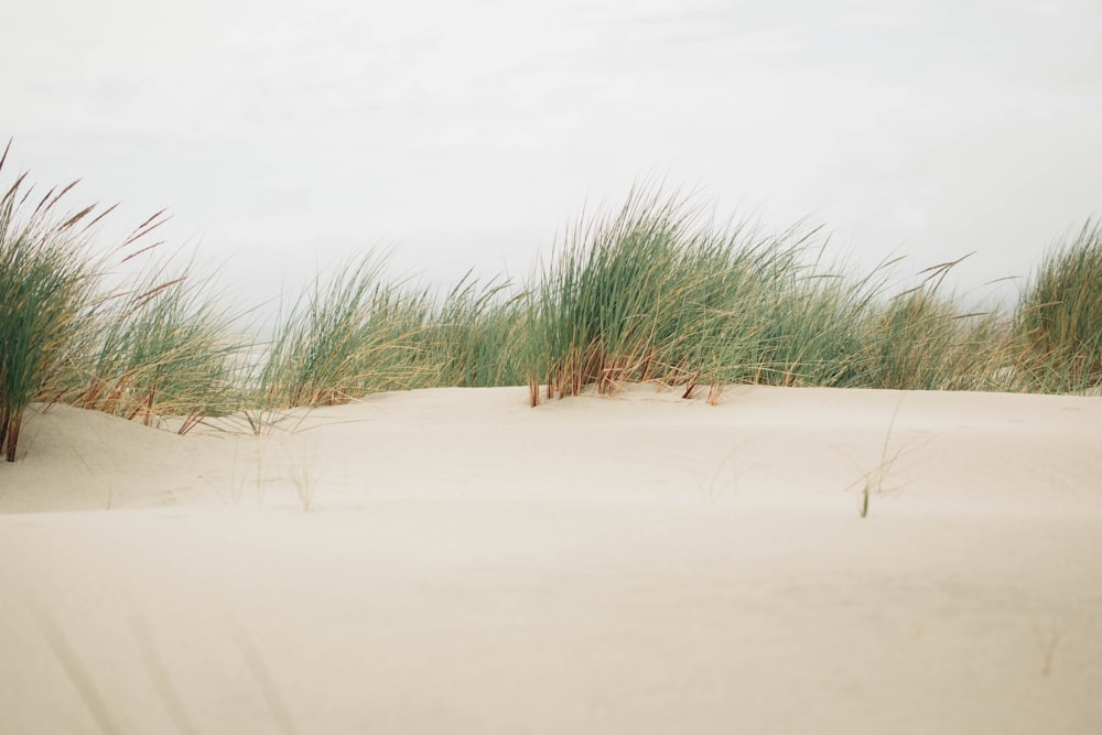 green grass on white sand during daytime