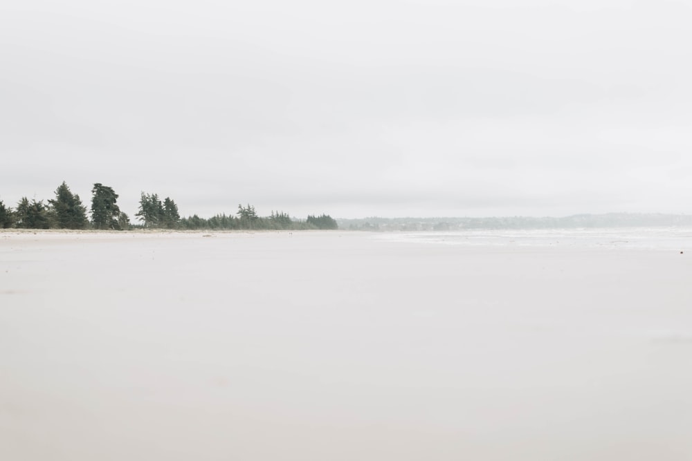 arbres sur le rivage pendant la journée