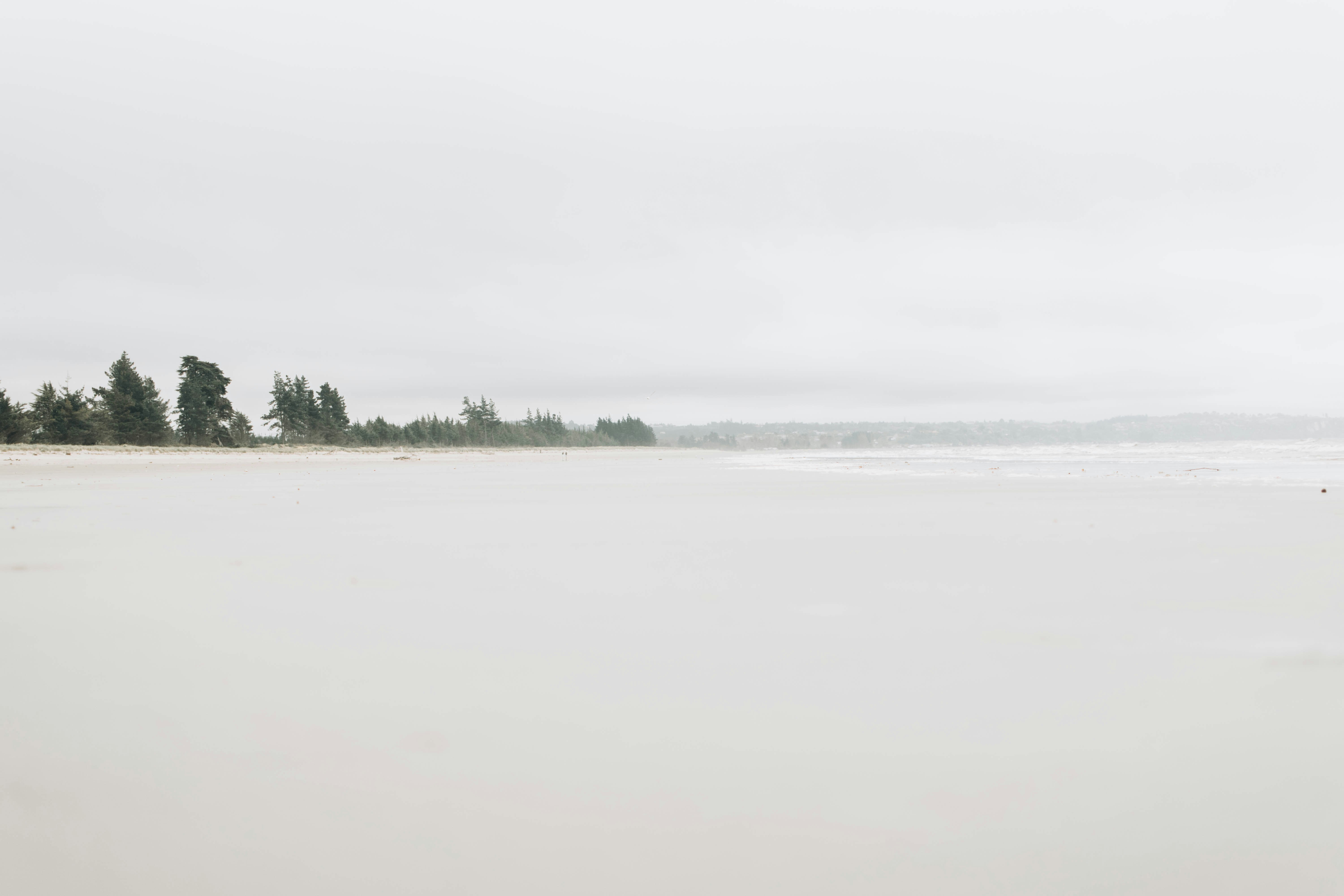 trees on shore during daytime