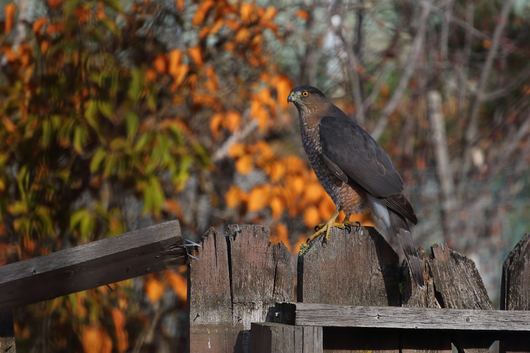 black bird on fence