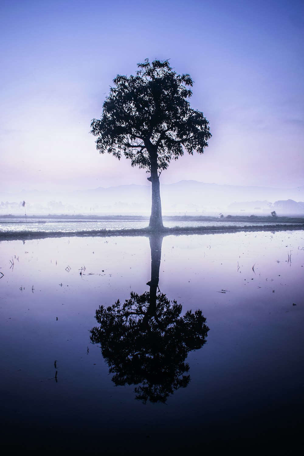 tree beside body of water