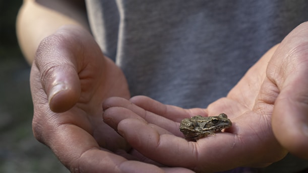 A small frog rests gently in the open palms of a person, showcasing its delicate features. The focus is on the frog, with a backdrop of blurred hands and a neutral shirt. The lighting highlights the texture of both the skin and the frog.