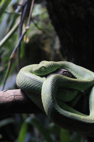 Close-up of a vibrant green snake coiled on a natural branch with soft lighting.