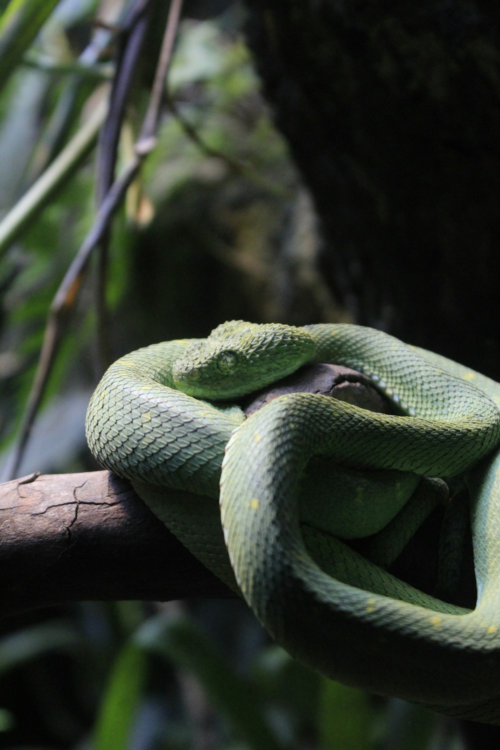 green viper snake on wood branch