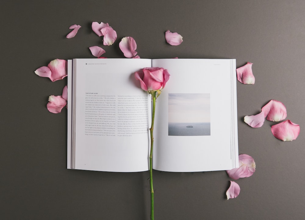 pink rose on open book