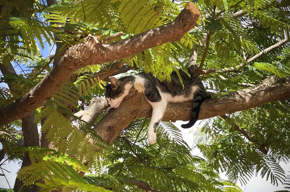 a cat laying on a tree branch in a tree