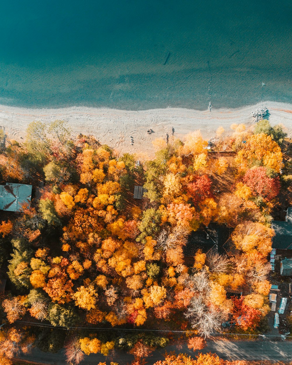 orange leaf trees