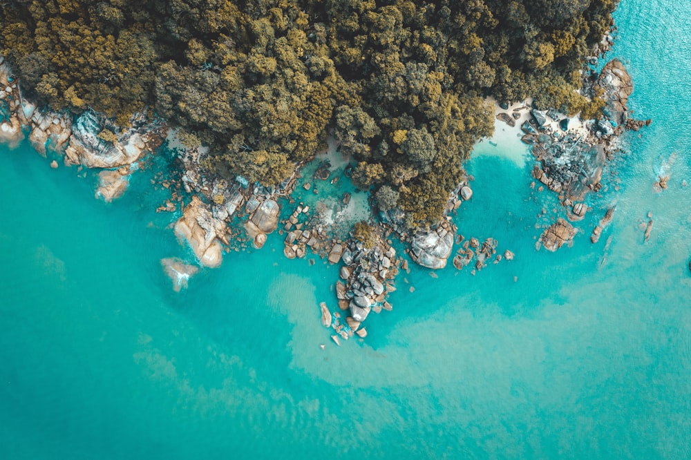 top view photography of green trees and body of water