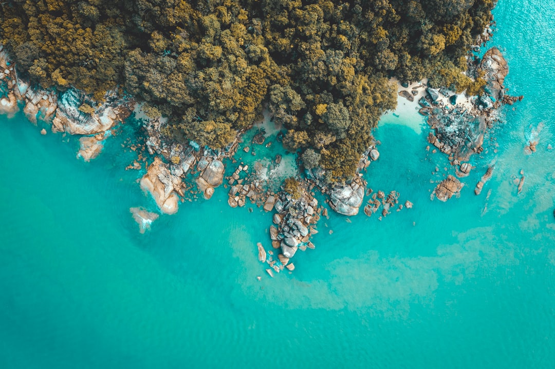 top view photography of green trees and body of water