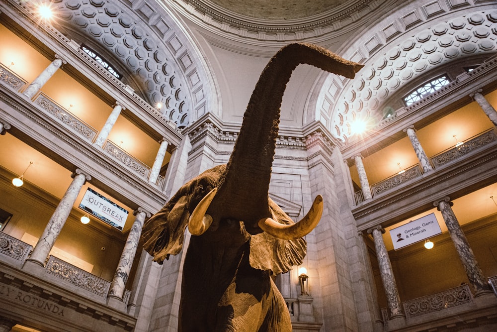 low-angle photography of elephant statue inside building