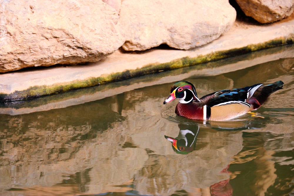 mallard duck on focus photography