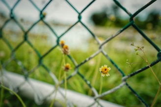 A wire mesh fence in the foreground with small yellow flowers growing through it. The background is blurred, featuring green grass and a hint of sky, creating a soft, natural scene.