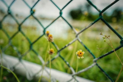 A wire mesh fence in the foreground with small yellow flowers growing through it. The background is blurred, featuring green grass and a hint of sky, creating a soft, natural scene.