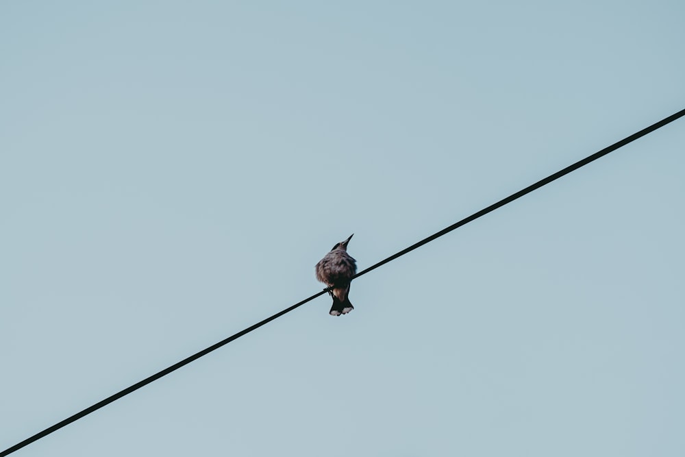 black bird on wire