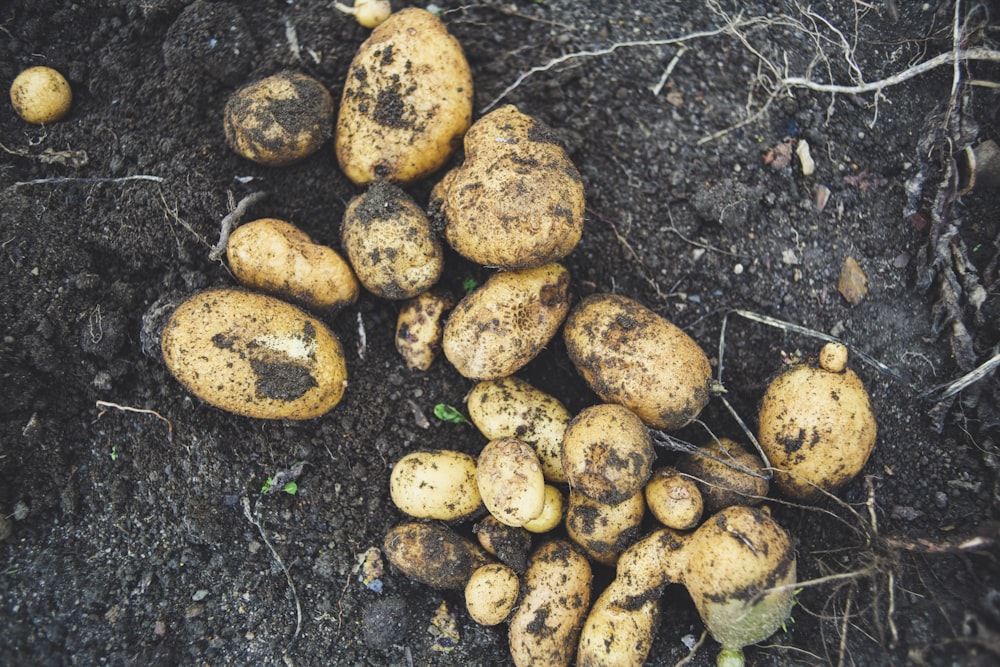 a pile of potatoes sitting on top of a dirt field