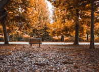 A peaceful park bench under autumn trees, perfect for pondering politics and religion.