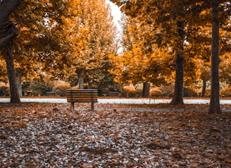 A peaceful park bench under autumn trees, perfect for pondering politics and religion.