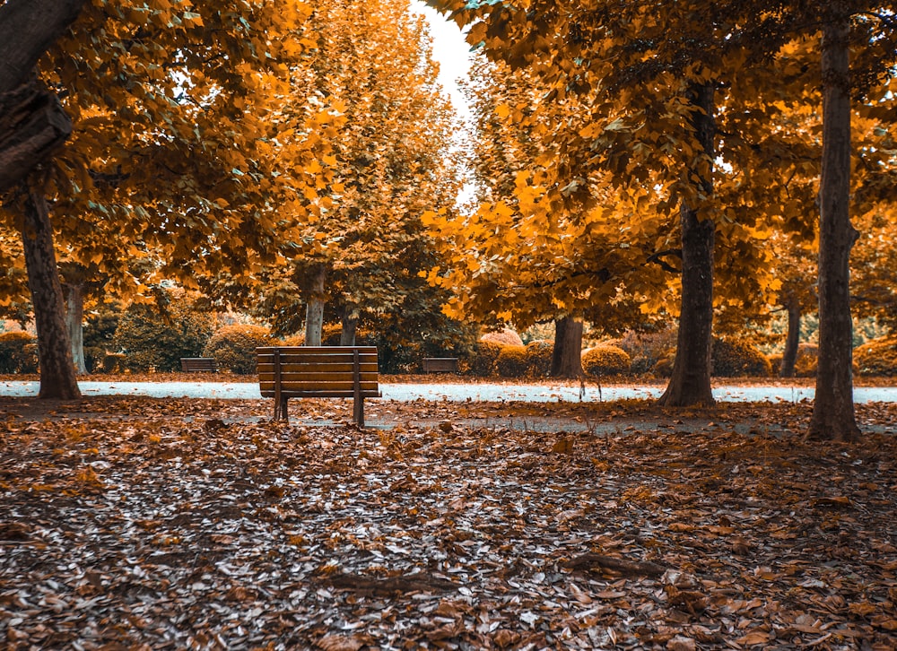 brown bench surrounded by trees