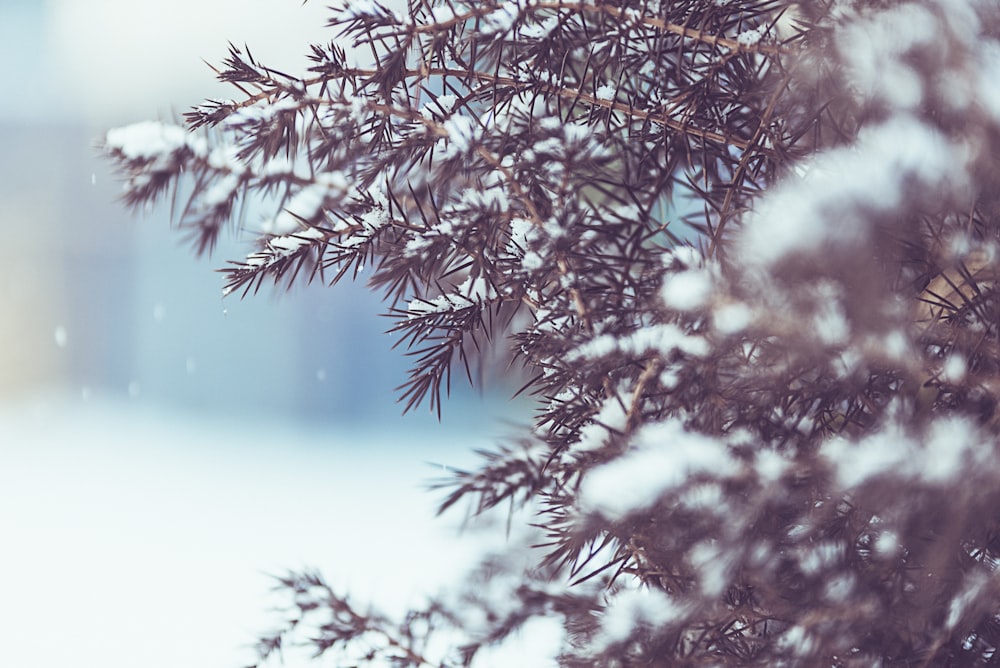 selective focus photography of trees covered in white snow