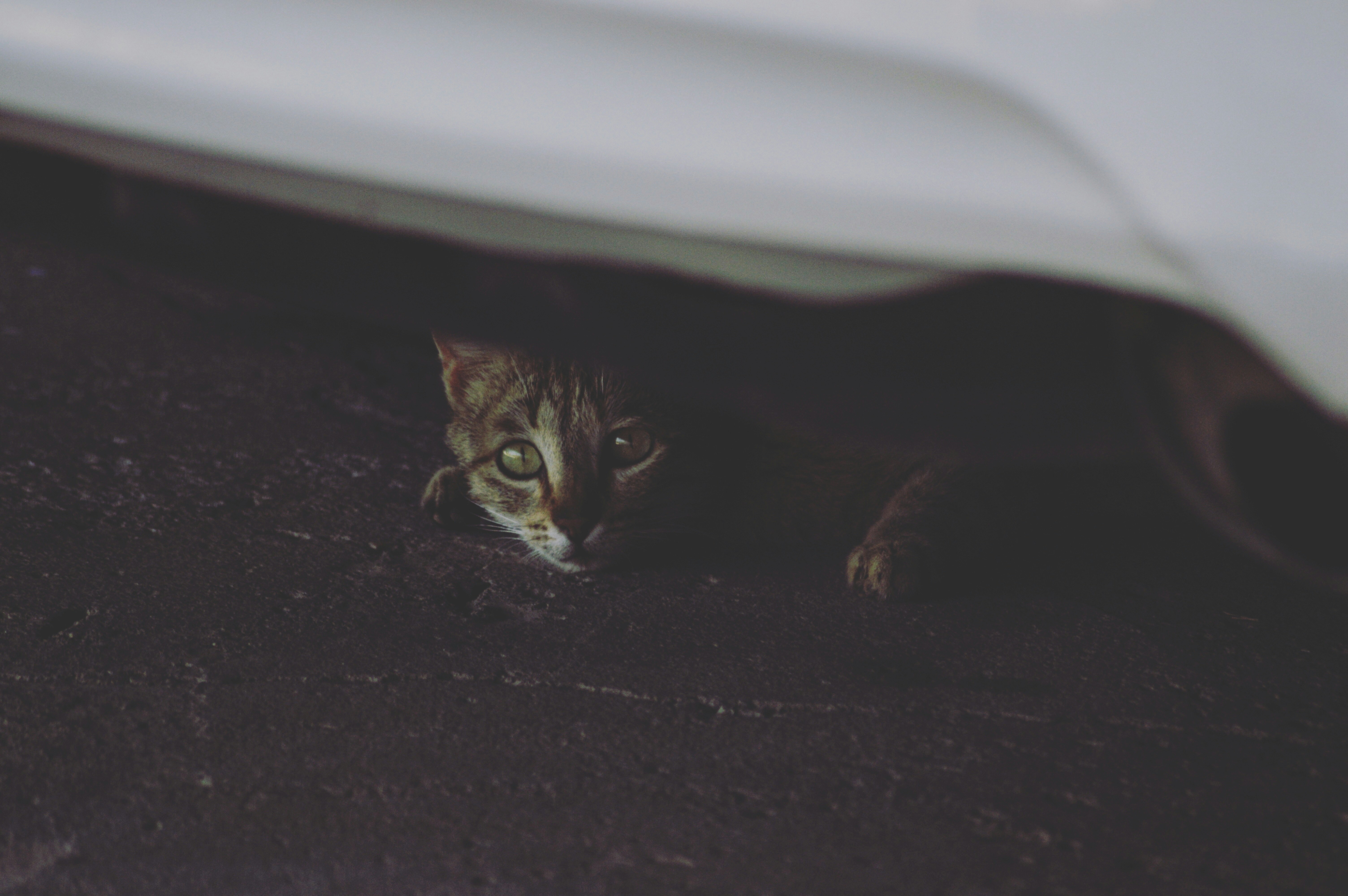 short-furred gray cat