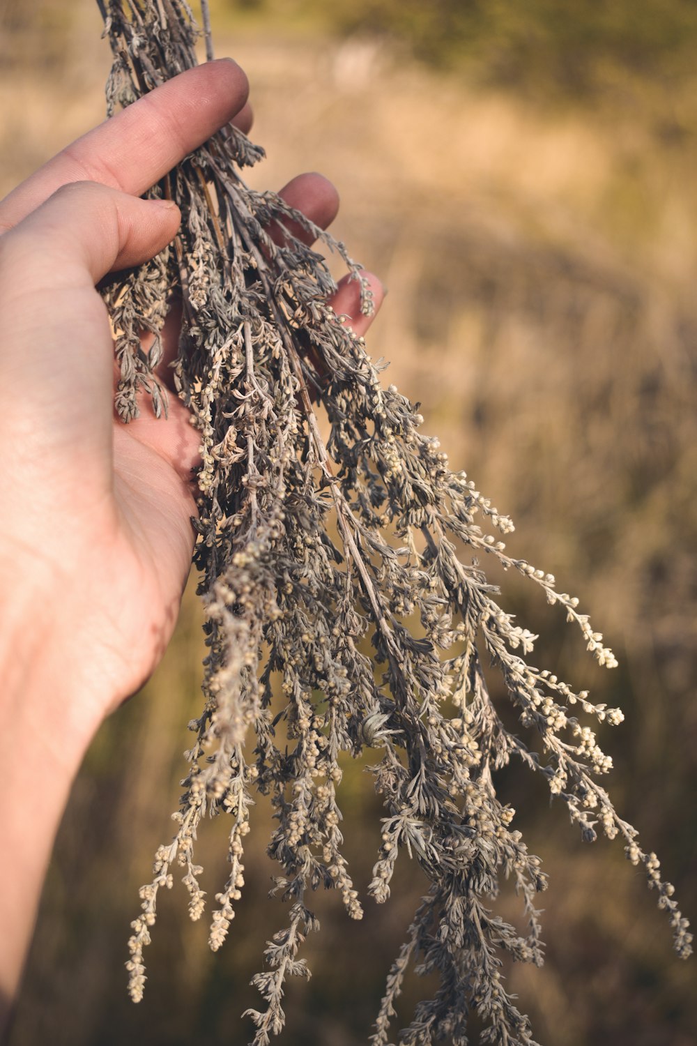 bundle of brown wheat grass