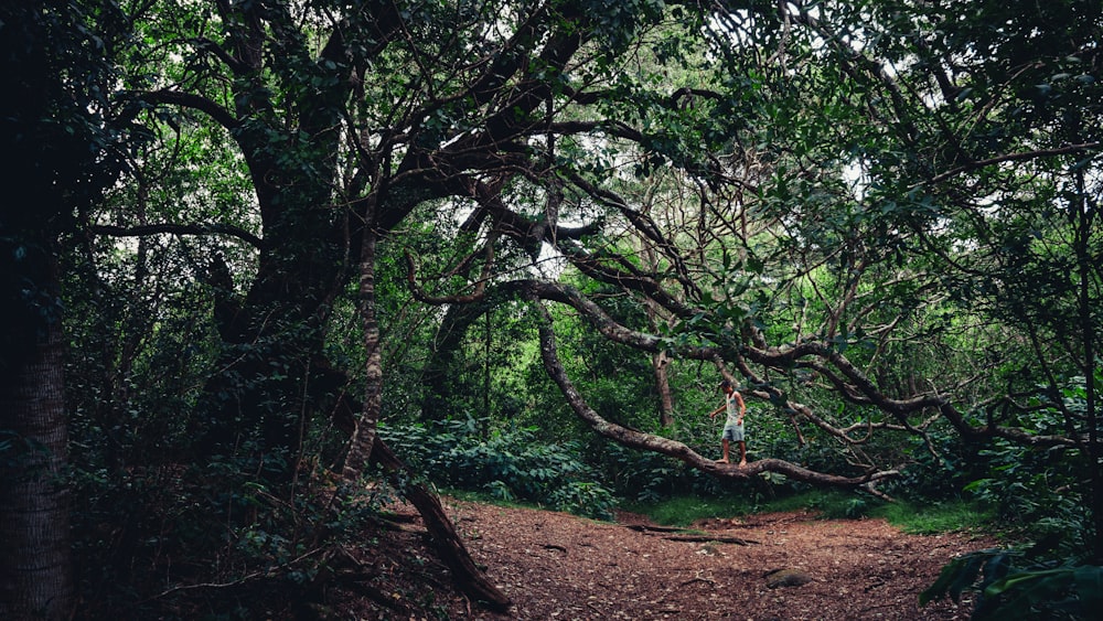 person standing on tree branch