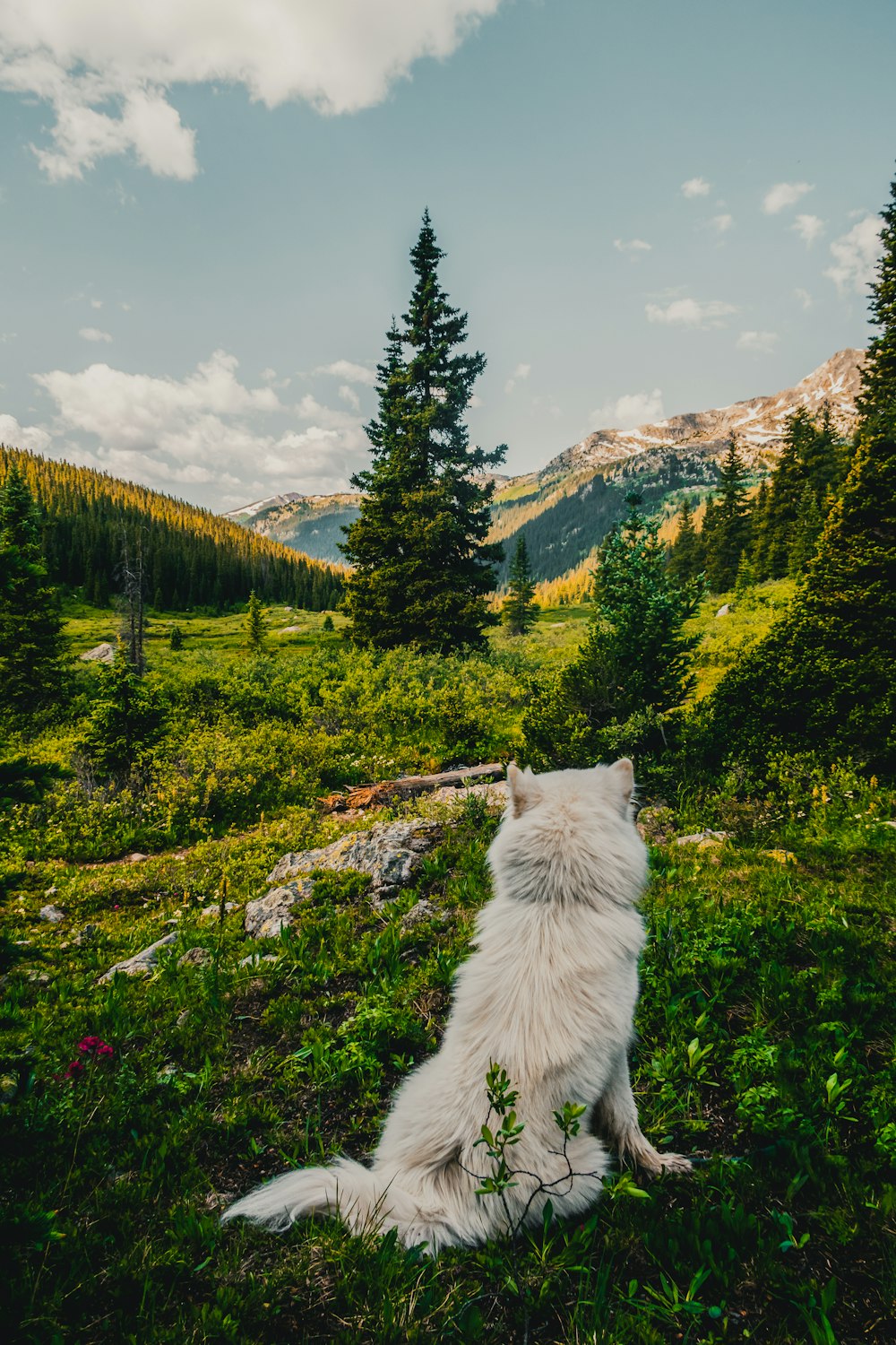 short-coated white dog