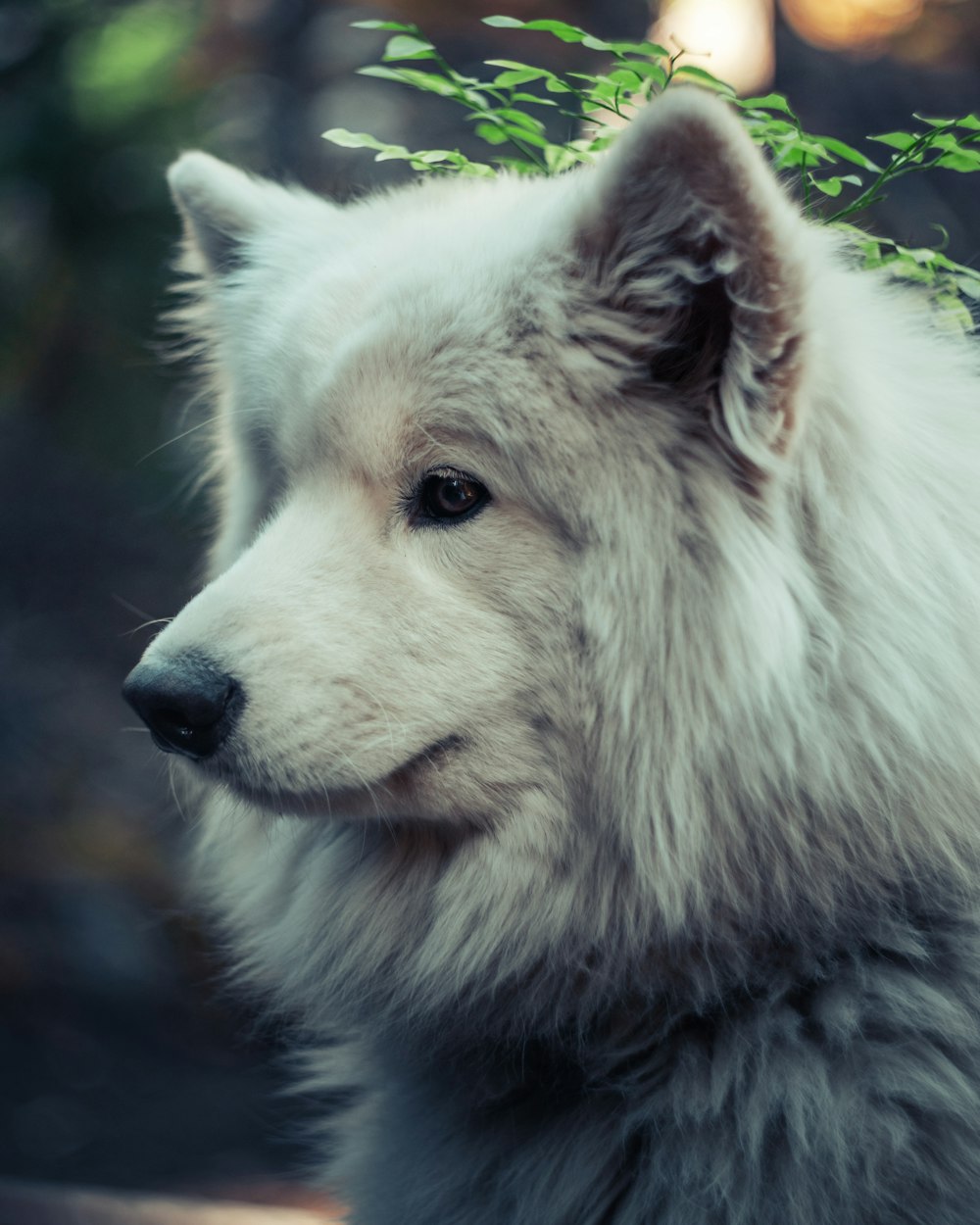 selective focus photography of gray wolf during daytime