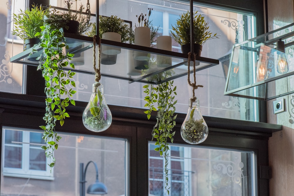 two clear glass hanging plants