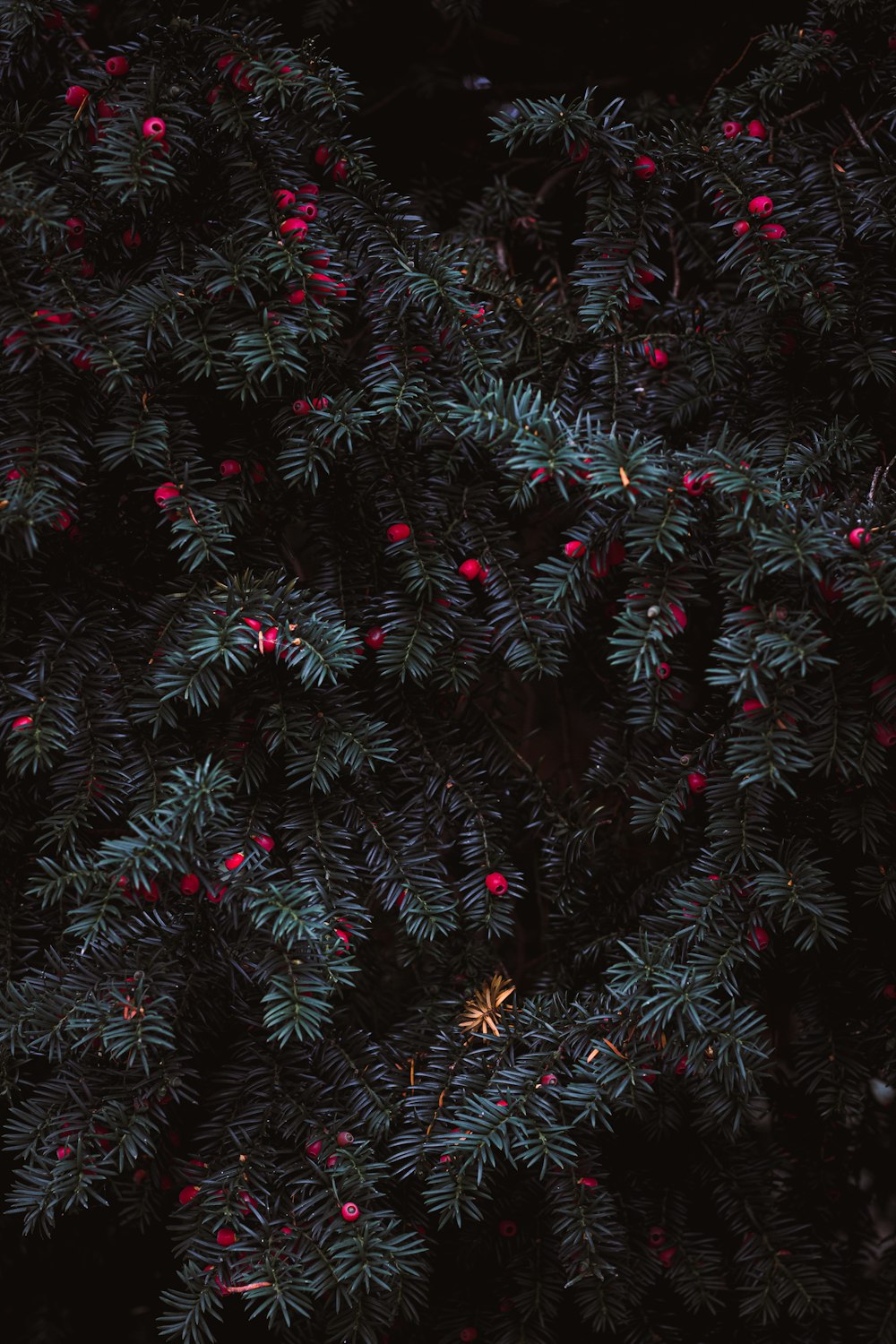 selective focus photography of green-leafed plants with red fruits