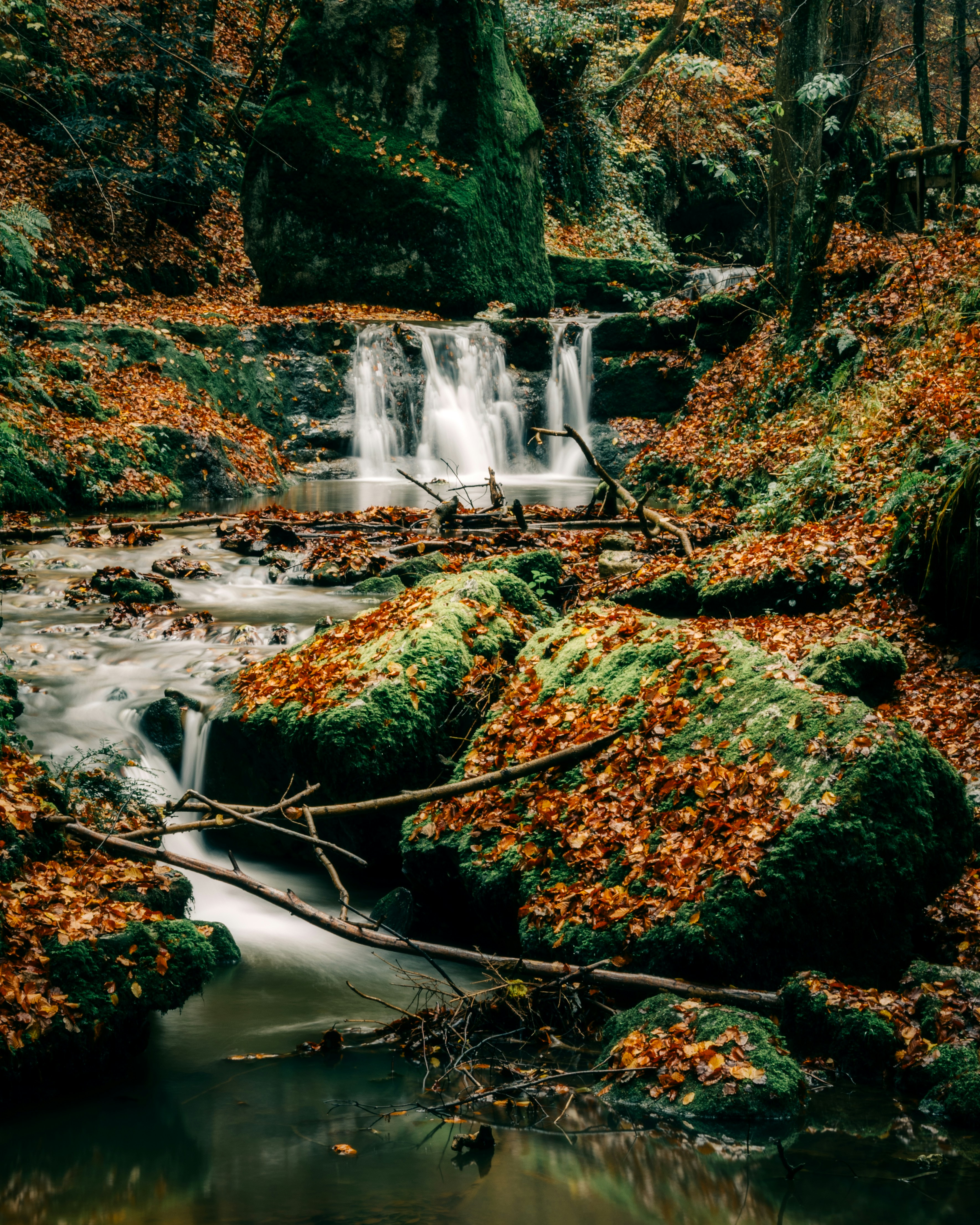 spring surrounded by dried leaves