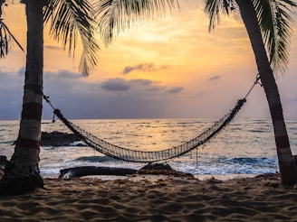 black hammock hanging between coconut tree on beach during golden hour