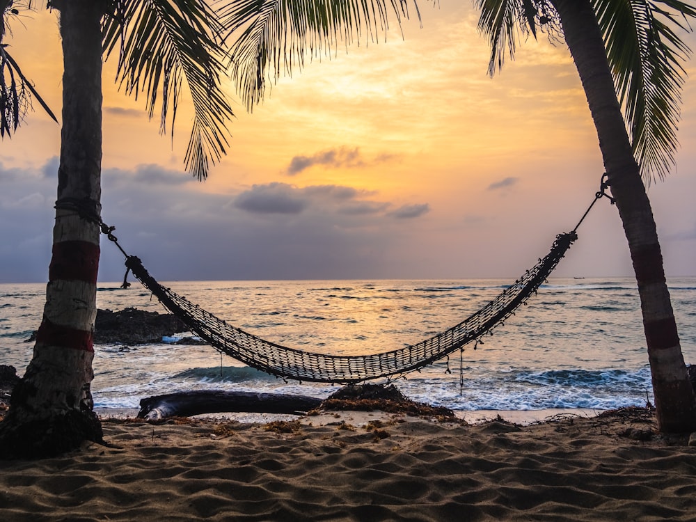 black hammock hanging between coconut tree on beach during golden hour