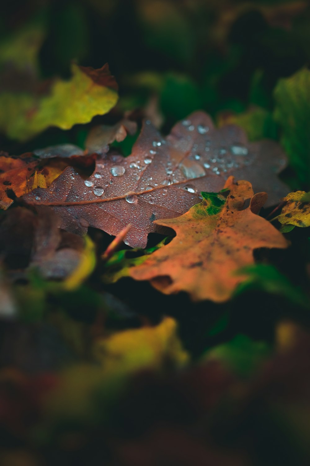 selective focus photography of dew drops on gray leaves