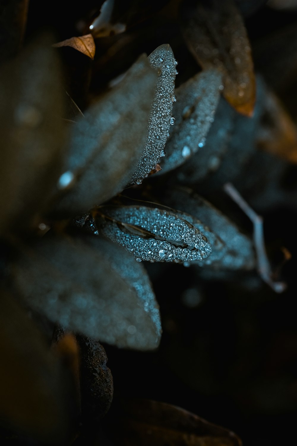 회색 잎에 맺힌 이슬방울의 선택적 초점 사진