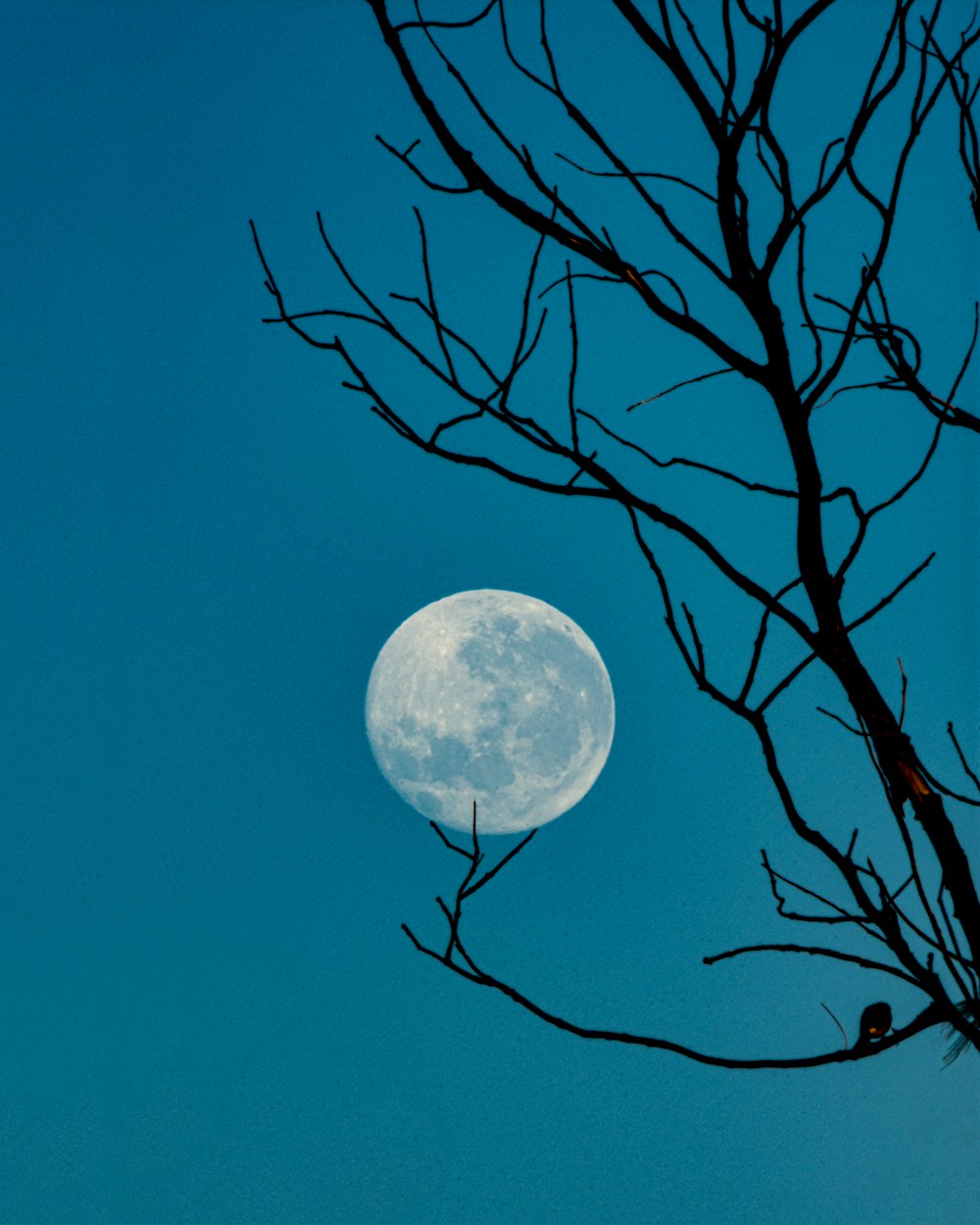 bare tree showing full moon