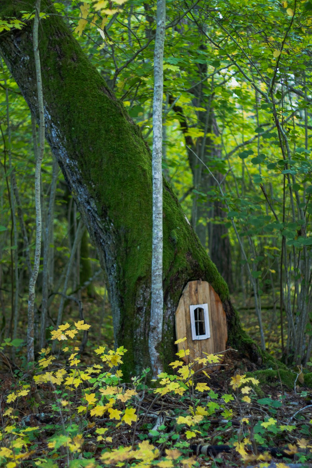 brown wooden on tree bottom