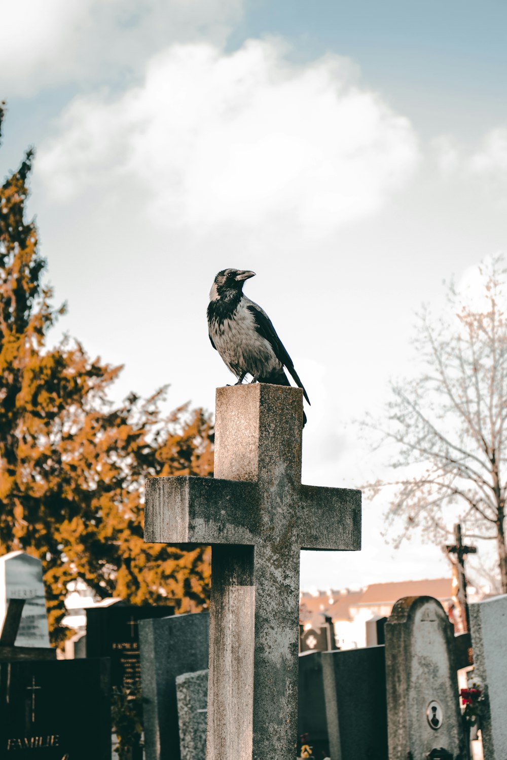 pássaro cinzento na cruz durante o dia