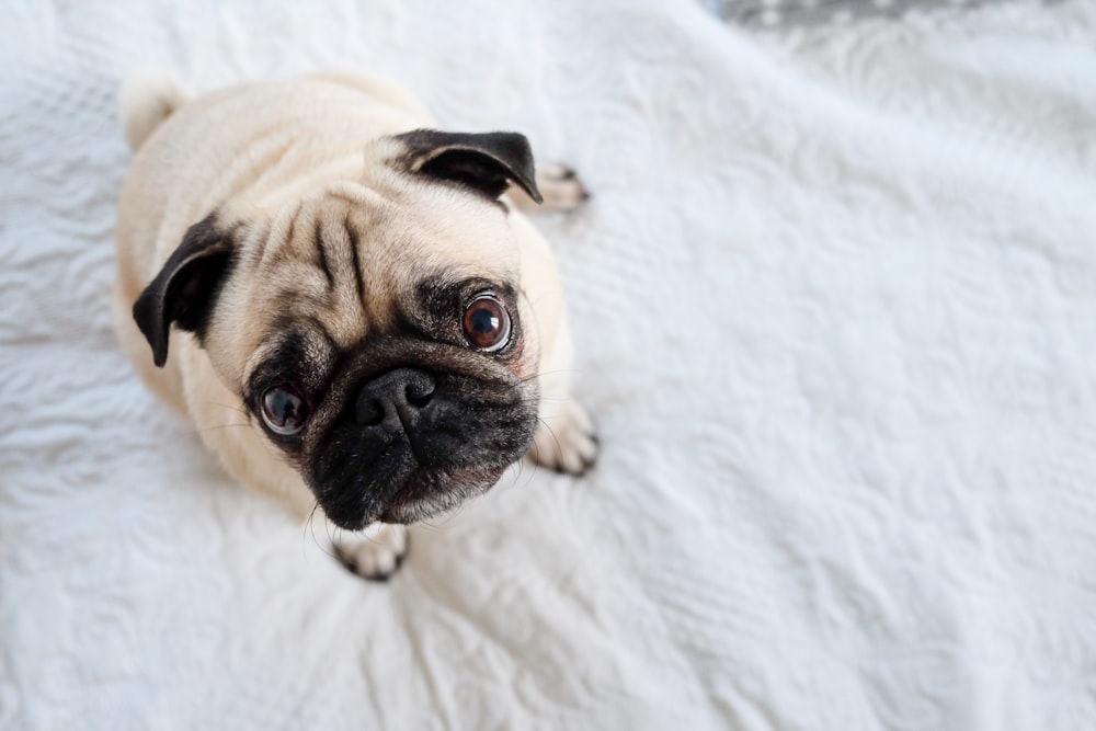 fawn pug puppy