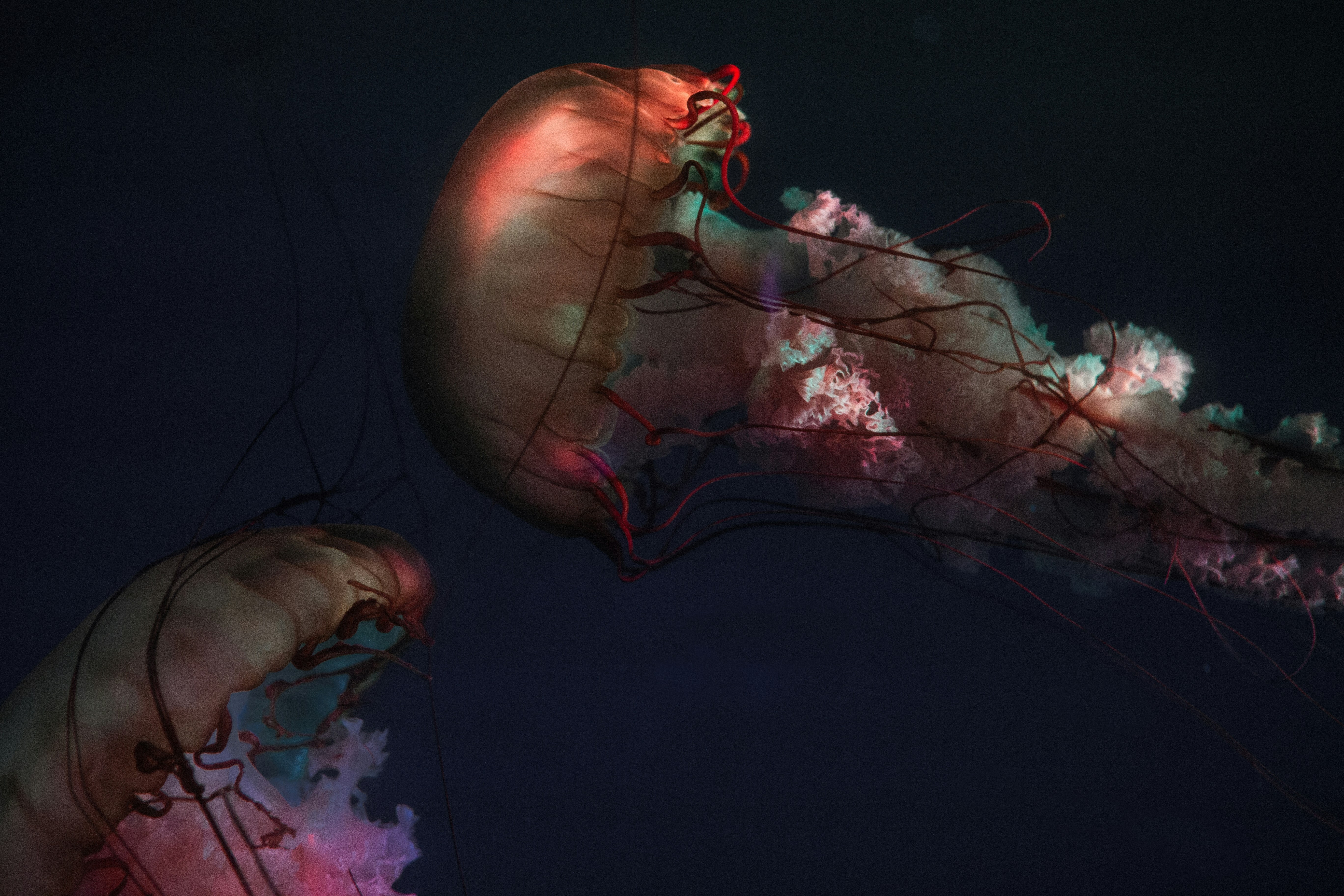 L'impact de intestin et cerveau