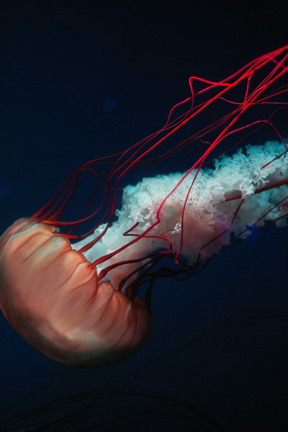 Foto de enfoque superficial de medusas rojas