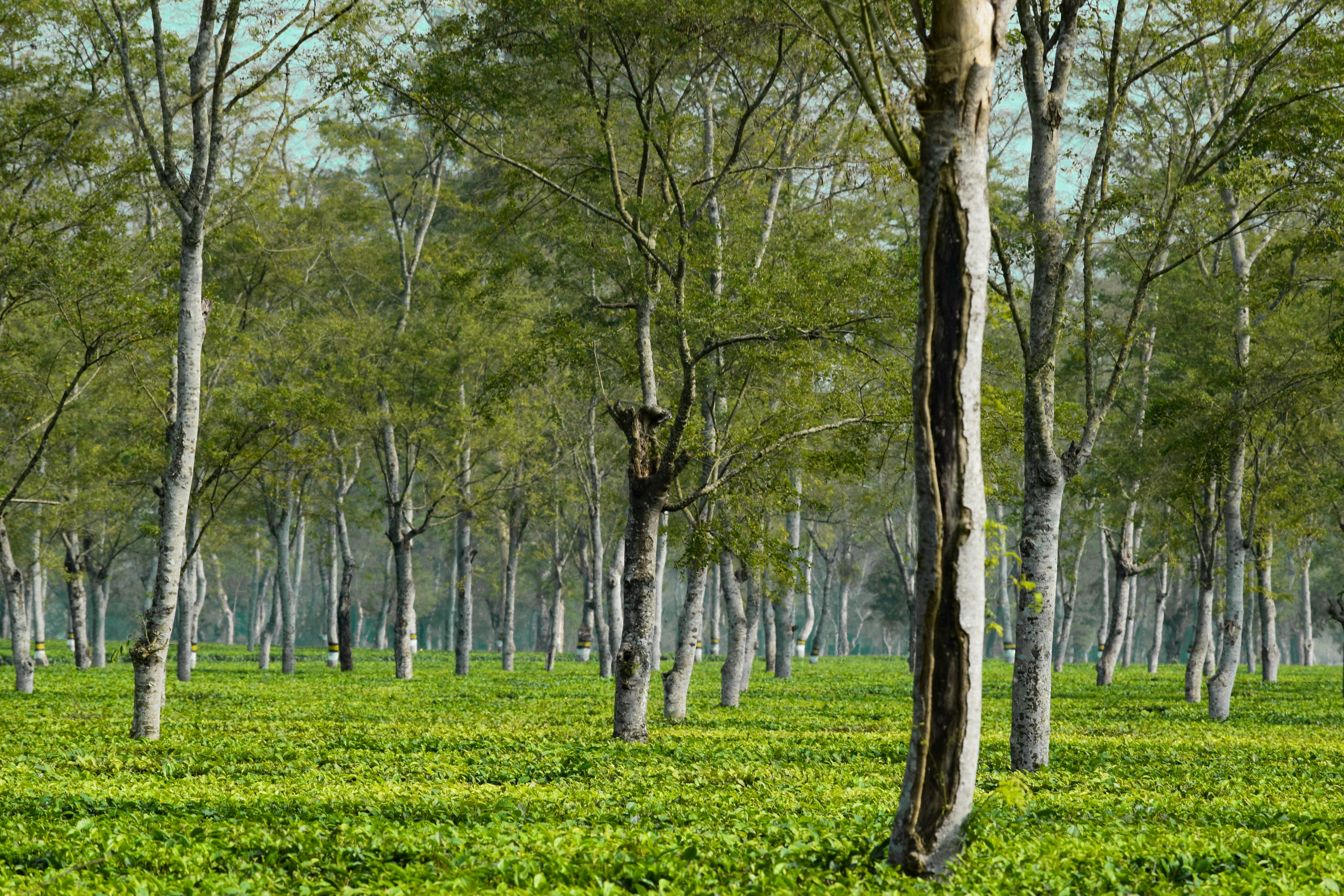 Photo by dipankargogoi55