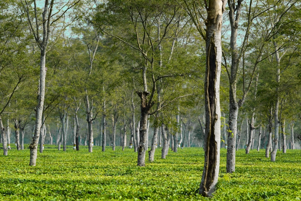 green-leafed trees