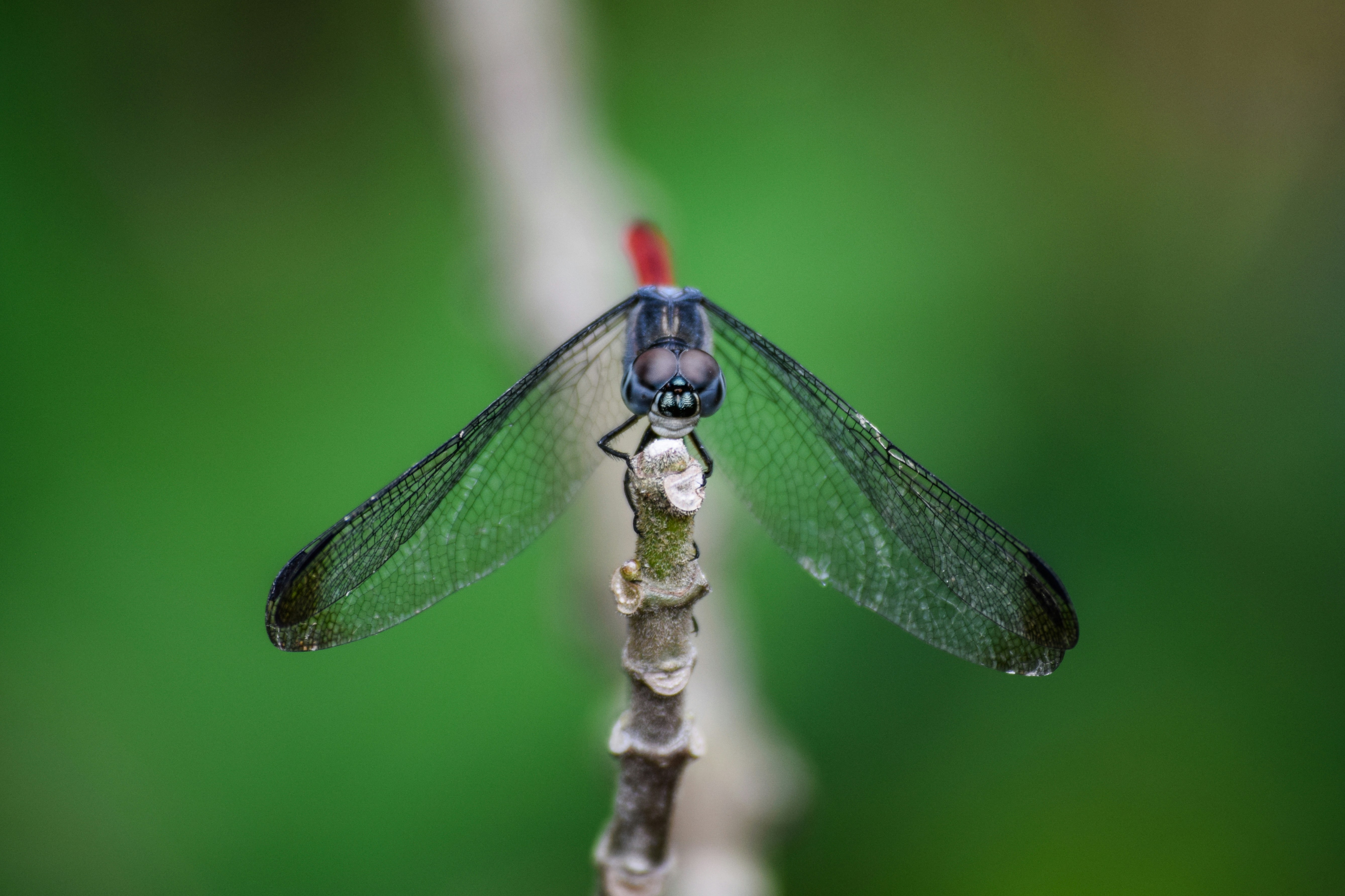 Photo by dipankargogoi55