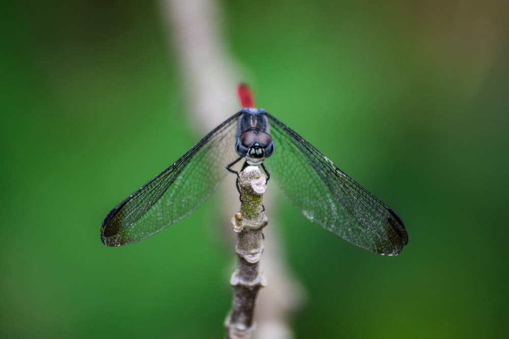 blue dragonfly on selective focus photography